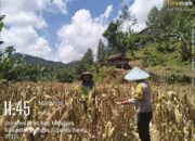 Bhabinkamtibmas Saluahok Monitoring Panen Jagung Warga, Hasil Capai 1,5 Ton