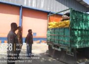 Polsek Mambi Kawal Distribusi 11 Ton Jagung Petani ke Bulog Polewali Mandar