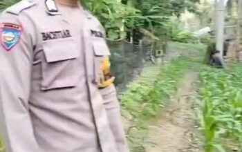 Bhabinkamtibmas Aktif di Lapangan, Pantau Perawatan Jagung Warga Buttu Baruga untuk Jaga Ketahanan Pangan dan Kamtibmas