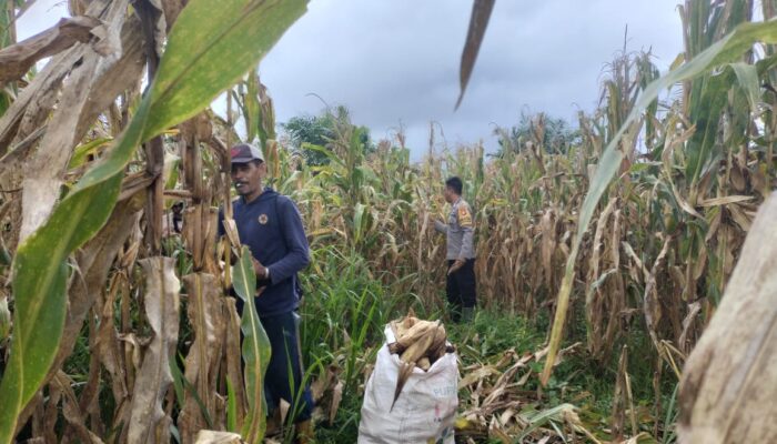 Bhabinkamtibmas Panen Jagung Bersama Warga Perkuat Kedekatan Polri dan Masyarakat