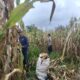 Bhabinkamtibmas Panen Jagung Bersama Warga Perkuat Kedekatan Polri dan Masyarakat