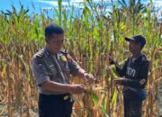 Perkuat Ketahanan Pangan, Polsek Malunda Ikut Panen Jagung Bersama Keompok Tani Bura Dolong