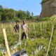 Siap Panen, Bhabinkamtibmas Polsek Banggae Pantau Langsung Kebun Cabai Kelompok Tani Paendo