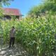 Perkuat Ketahanan Pangan, Bhabinkamtibmas Polsek Pamboang Pantau Kebun Jagung P2B Bababulo yang Masuki Fase Berbuah