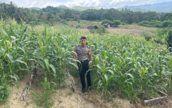 Perkuat Sinergi Polri dan Petani, Bhabinkamtibmas Polsek Banggae Pantau Lahan Jagung Sibunoang demi Ketahanan Pangan Berkelanjutan