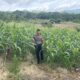 Perkuat Sinergi Polri dan Petani, Bhabinkamtibmas Polsek Banggae Pantau Lahan Jagung Sibunoang demi Ketahanan Pangan Berkelanjutan