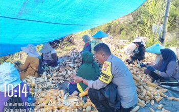 Bhabinkamtibmas Polsek Mambi Aktif Dampingi Warga, Pantau Panen Jagung dan Sampaikan Pesan Kamtibmas