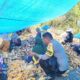Bhabinkamtibmas Polsek Mambi Aktif Dampingi Warga, Pantau Panen Jagung dan Sampaikan Pesan Kamtibmas