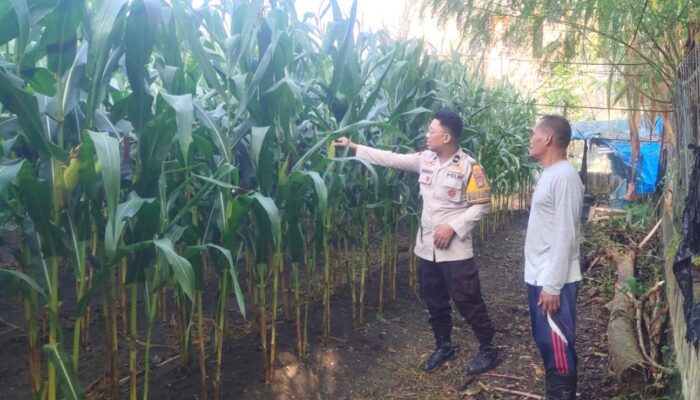 Jelang Panen, Bhabinkamtibmas Polsek Banggae Pantau Langsung Perkembangan Jagung Petani di Galung Utara
