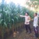 Jelang Panen, Bhabinkamtibmas Polsek Banggae Pantau Langsung Perkembangan Jagung Petani di Galung Utara