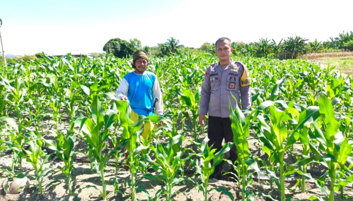 Pantau Jagung 27 Hari, Bhabinkamtibmas Polsek Banggae Semangati Petani Wujudkan Ketahanan Pangan