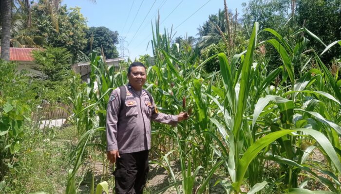 Bhabinkamtibmas Polsek Pamboang Turun ke Ladang, Pantau Langsung Jagung Manis Petani Sadar Jaya
