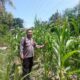 Bhabinkamtibmas Polsek Pamboang Turun ke Ladang, Pantau Langsung Jagung Manis Petani Sadar Jaya