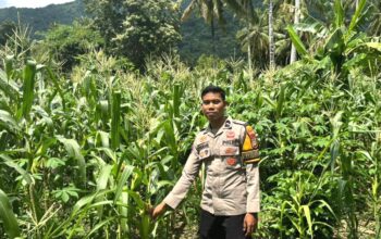 Bhabinkamtibmas Polsek Sendana Aktif Dampingi Petani Jagung di Tullu Bulan, Wujud Nyata Dukung Ketahanan Pangan Nasional