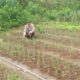 Bhabinkamtibmas Polsek Sendana Aktif Dampingi Petani, Cek Perkembangan Tanaman Bawang di Desa Puttada