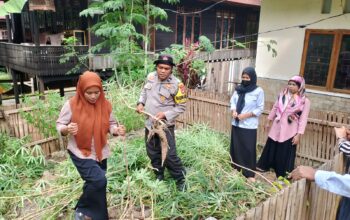 Panen Singkong di Pekarangan Kantor Desa, Bhabinkamtibmas Polsek Pamboang Dorong Ketahanan Pangan Warga