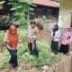 Panen Singkong di Pekarangan Kantor Desa, Bhabinkamtibmas Polsek Pamboang Dorong Ketahanan Pangan Warga