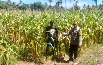 Dukung Ketahanan Pangan Nasional, Bhabinkamtibmas Polsek Malunda Pantau Lahan Jagung Kelompok Tani Bura Dolong