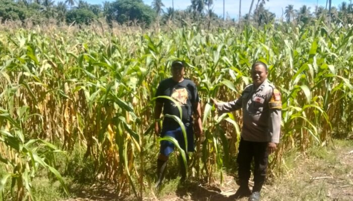 Dukung Ketahanan Pangan Nasional, Bhabinkamtibmas Polsek Malunda Pantau Lahan Jagung Kelompok Tani Bura Dolong