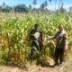 Dukung Ketahanan Pangan Nasional, Bhabinkamtibmas Polsek Malunda Pantau Lahan Jagung Kelompok Tani Bura Dolong