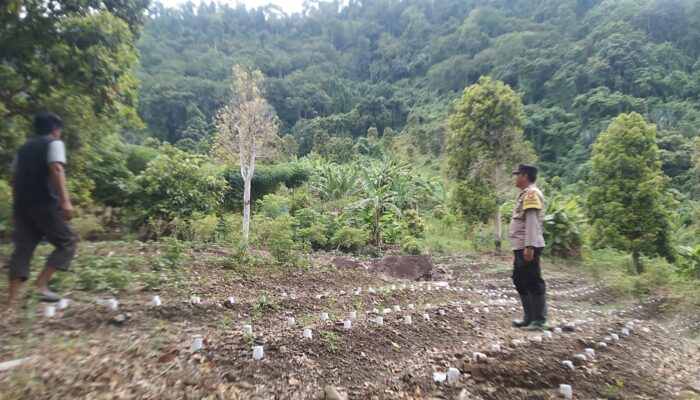 Bhabinkamtibmas Polsek Malunda Cek Tanaman Cabai Warga di Salutahongan, Sukseskan Ketahanan Pangan