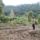 Bhabinkamtibmas Polsek Malunda Cek Tanaman Cabai Warga di Salutahongan, Sukseskan Ketahanan Pangan