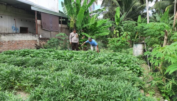 Pantau Ubi Jalar Jelang Panen, Bhabinkamtibmas Polsek Banggae Dukung Ketahanan Pangan Warga