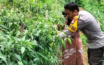 Bhabinkamtibmas Polsek Sendana Dampingi Warga Panen Cabai, Wujud Dukungan Ketahanan Pangan