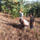 Bhabinkamtibmas Polsek Sarudu Ajak Warga Manfaatkan Lahan Kosong, Dukung Ketahanan Pangan Lewat Penanaman Jagung