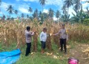 Dukung Ketahanan Pangan, Bhabinkamtibmas Polsek Malunda Panen Jagung Bersama Warga Salutambung