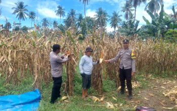 Dukung Ketahanan Pangan, Bhabinkamtibmas Polsek Malunda Panen Jagung Bersama Warga Salutambung