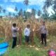 Dukung Ketahanan Pangan, Bhabinkamtibmas Polsek Malunda Panen Jagung Bersama Warga Salutambung