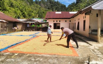 Bhabinkamtibmas Penjemuran Jagung Hasil Panen Warga, Siap Didorong ke Bulog