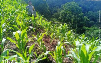 Bhabinkamtibmas Polsek Sumarorong Monitoring Lahan Jagung Warga di Desa Batanguru