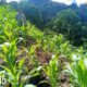 Bhabinkamtibmas Polsek Sumarorong Monitoring Lahan Jagung Warga di Desa Batanguru