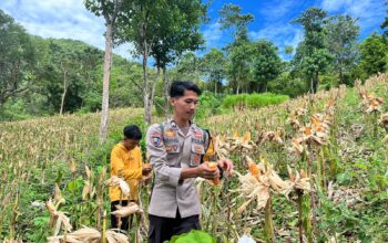 Sukseskan Ketahanan Pangan, Bhabinkamtibmas Polsek Sendana Dampingi Panen Jagung BUMDes Tubo Poang