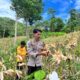 Sukseskan Ketahanan Pangan, Bhabinkamtibmas Polsek Sendana Dampingi Panen Jagung BUMDes Tubo Poang