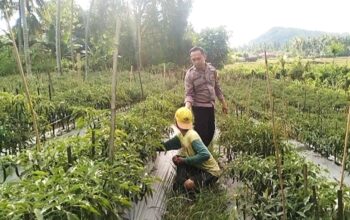 Dorong Ketahanan Pangan, Bhabinkamtibmas Polsek Sendana Aktif Kontrol Kebun Cabai Warga
