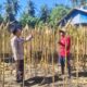 Menuju Masa Panen, Bhabinkamtibmas Polsek Banggae Dampingi Kelompok Tani Bunga Pussu Pantau Lahan Jagung