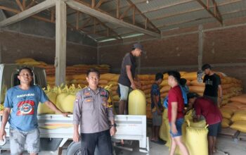 Personel Polsek Sumarorong Dampingi Pengiriman 1,4 Ton Jagung Petani ke Bulog Polewali Mandar
