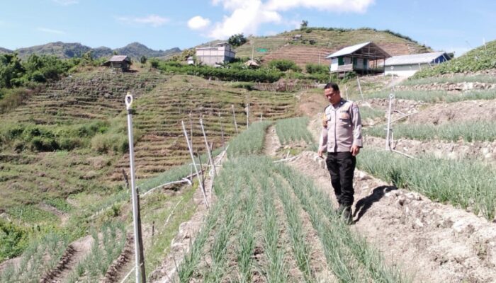 Bhabinkamtibmas Polsek Banggae Tinjau Lahan Bawang Warga Sondong, Perkuat Dukungan Ketahanan Pangan