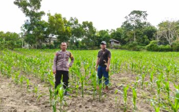 Bhabinkamtibmas Polsek Banggae Sambangi Lahan Jagung Warga, Dorong Peningkatan Hasil Panen Demi Ketahanan Pangan
