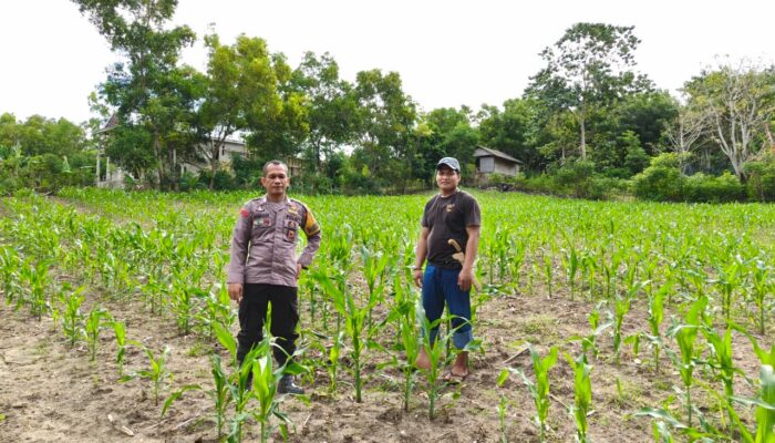 Bhabinkamtibmas Polsek Banggae Sambangi Lahan Jagung Warga, Dorong Peningkatan Hasil Panen Demi Ketahanan Pangan