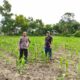 Bhabinkamtibmas Polsek Banggae Sambangi Lahan Jagung Warga, Dorong Peningkatan Hasil Panen Demi Ketahanan Pangan
