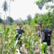 Bhabinkamtibmas Polsek Pasangkayu Cek Tanaman Jagung Warga, Dukung Ketahanan Pangan dan Serapan Bulog