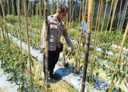 Masuki Masa Panen, Bhabinkamtibmas Polsek Banggae Pantau Lahan Cabe Keriting Kelompok Tani Paendo