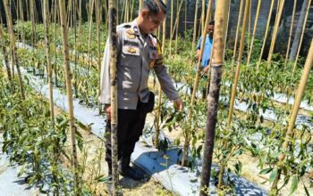 Masuki Masa Panen, Bhabinkamtibmas Polsek Banggae Pantau Lahan Cabe Keriting Kelompok Tani Paendo