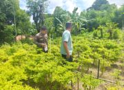 Dukung Ketahanan Pangan, Bhabinkamtibmas Polsek Pamboang Turun Pantau Kebun Cabai Warga