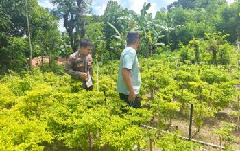 Dukung Ketahanan Pangan, Bhabinkamtibmas Polsek Pamboang Turun Pantau Kebun Cabai Warga
