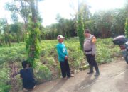 Perkuat Ketahanan Pangan, Bhabinkamtibmas Polsek Banggae Pantau Kebun Singkong Warga di Rangas